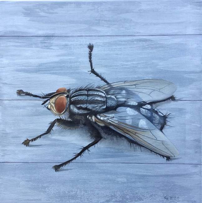 Christine Neuerburg - Stubenfliege II