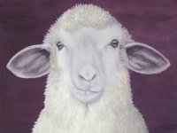 Christine Neuerburg  - Schaf