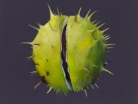 Christine Neuerburg  - Kastanie II 