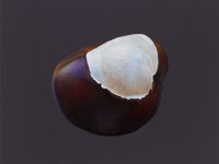 Christine Neuerburg  - Kastanie V