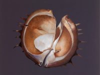 Christine Neuerburg  - Kastanie VI 