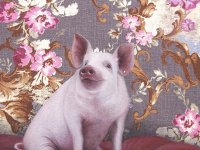 Christine Neuerburg  - Hausschwein Ludwig XIV